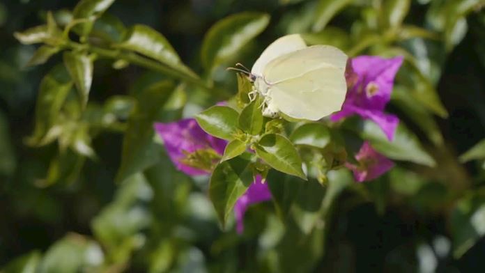 OliveStone Village "Jasmine" - video thumbnail