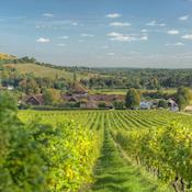 Denbies Wine Estate - Denbies Wine Estate