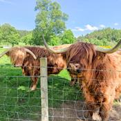 Muckrach's resident highland cows - Hamish & Dougal - Muckrach Country House