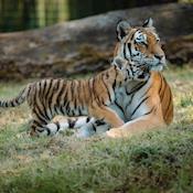 Safari Drive Through - Tigers - Longleat