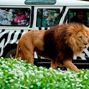 Incentive Days - Safari Tours - Longleat